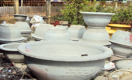 chậu cây mai