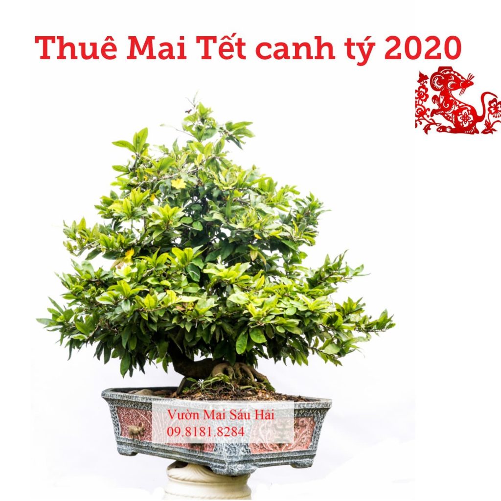 Mai bonsai thủ đức 2020