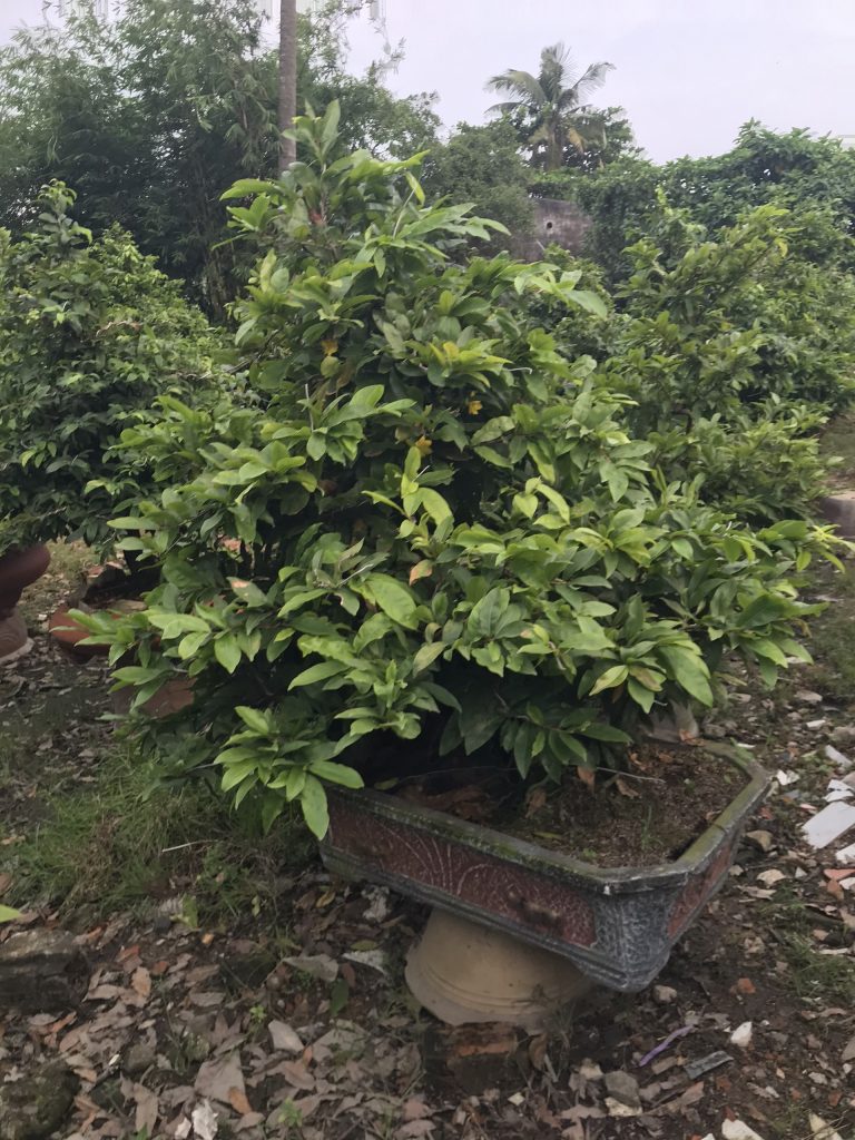 Mai vàng đẹp tại Vườn mai Sáu Hải