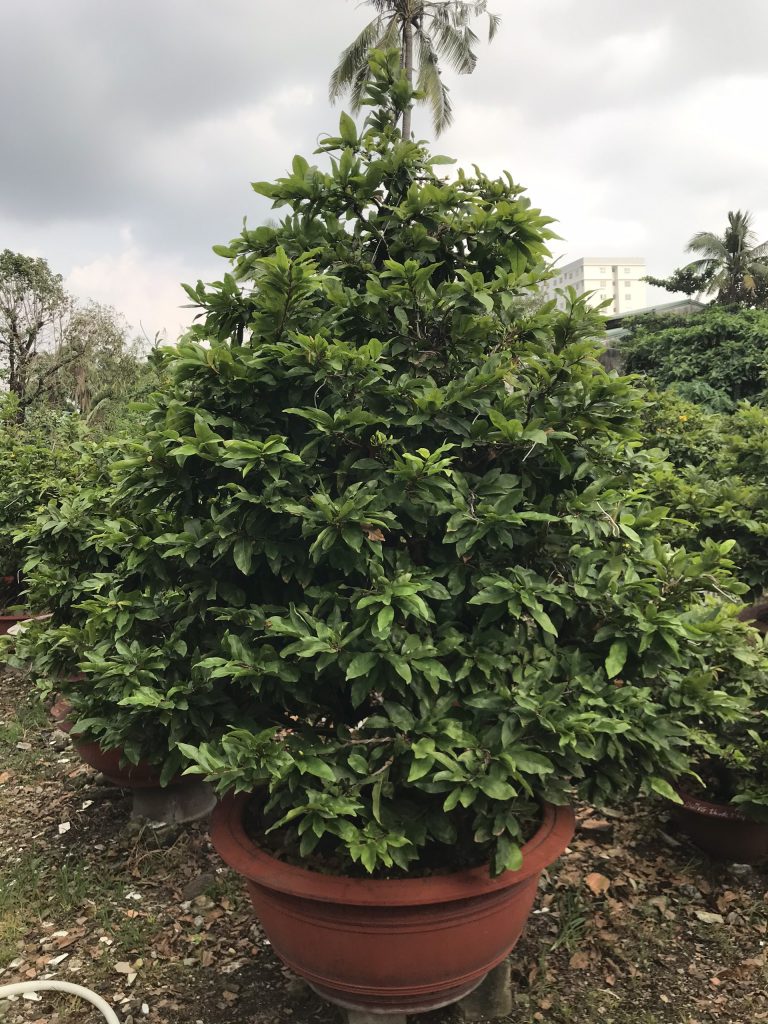 Mai bonsai dáng thông chiều cao 2m8 tán 2m2