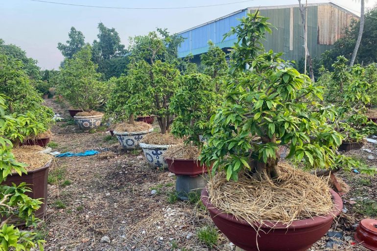 thay phân cho cây mai sau tết