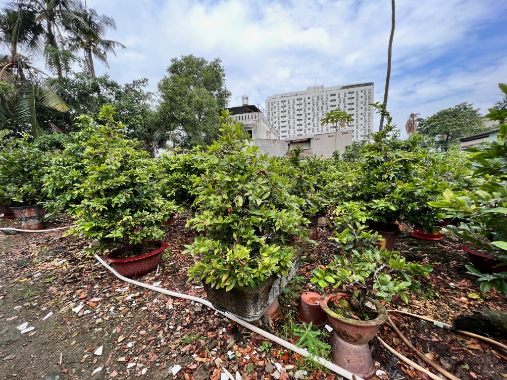 mai tết đẹp 2022