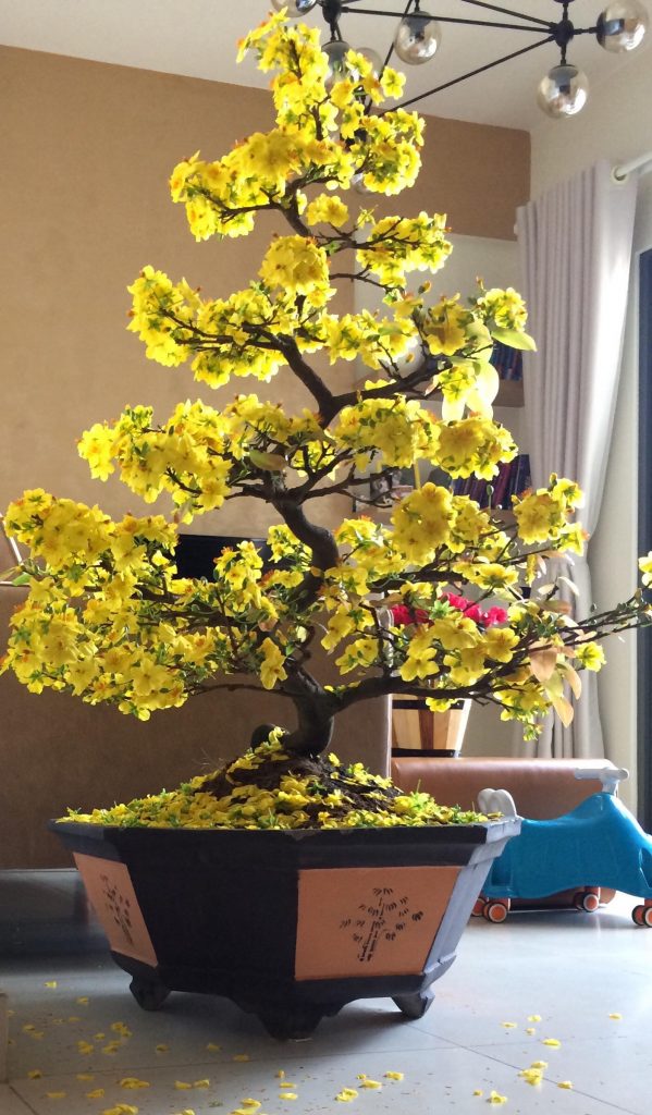 mai bonsai bông cực to