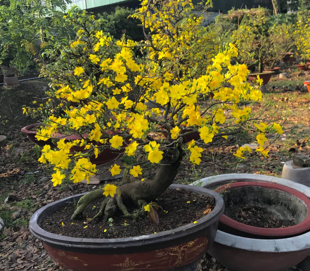 mai bonsai 30 năm tuổi