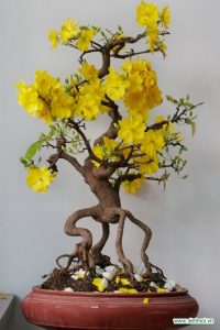 mai bonsai