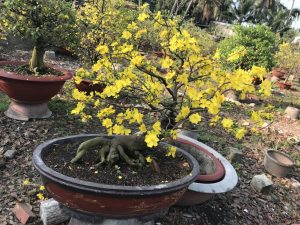mai bonsai lâu năm