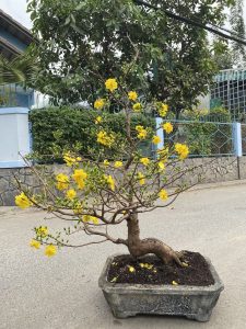 mai bonsai đẹp