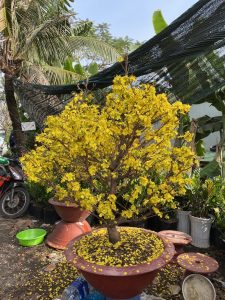 mai bonsai đẹp 2023