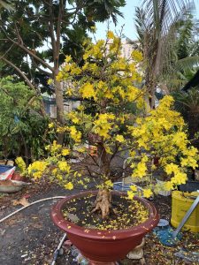 mai bonsai đẹp
