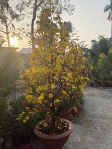 mai dáng thông đẹp