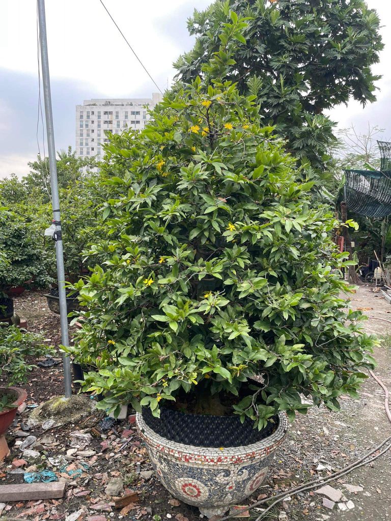 những chậu mai xanh tốt tại vườn mai Sáu Hải