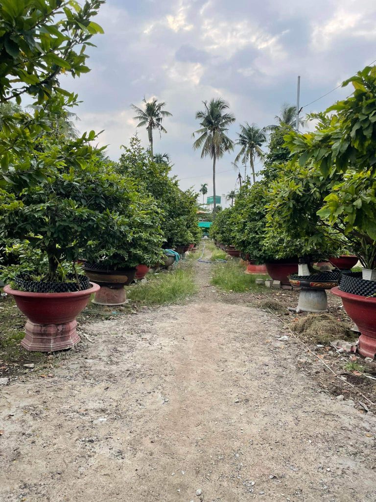 những chậu mai xanh tốt tại vườn mai Sáu Hải