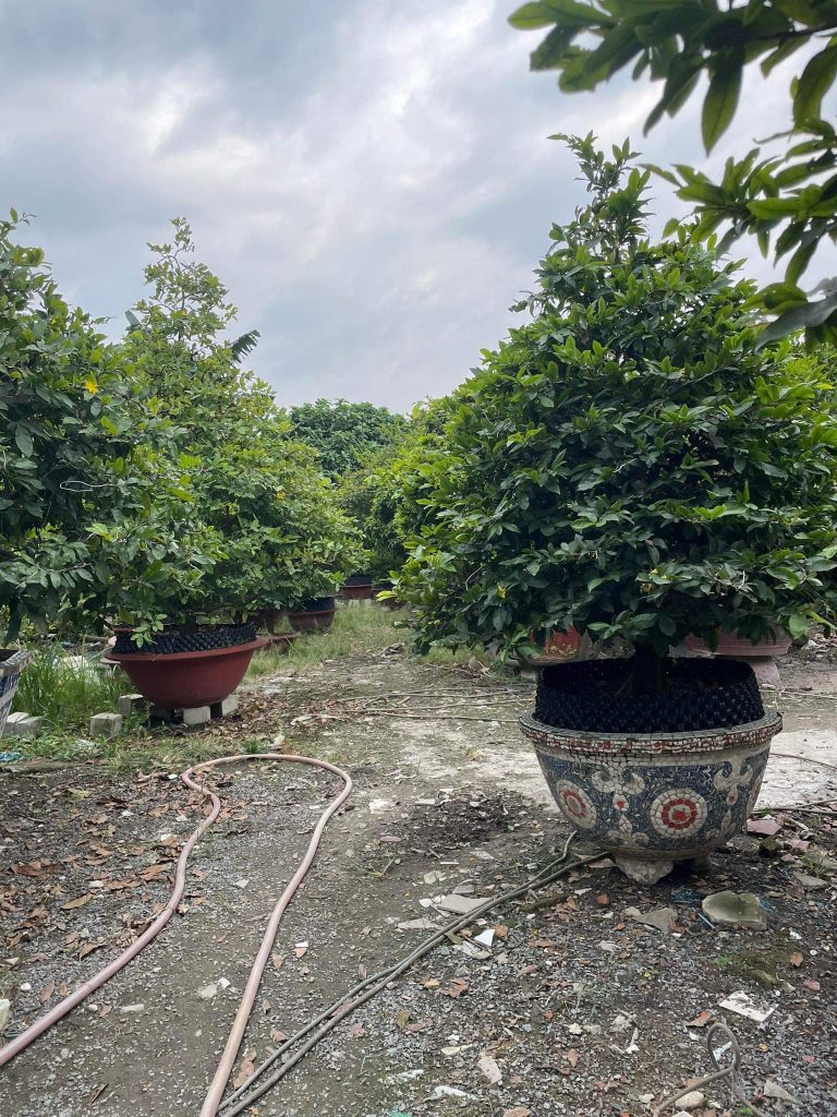 những chậu mai xanh tốt tại vườn mai Sáu Hải