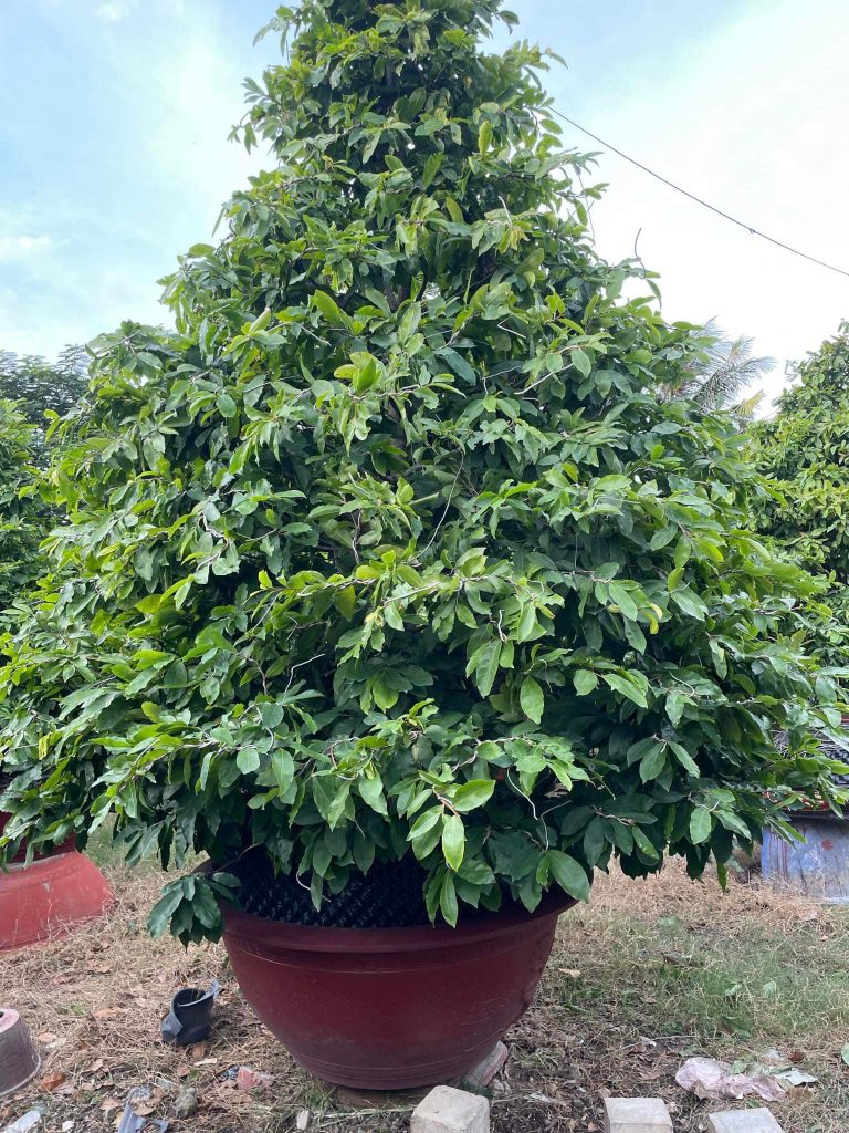 những chậu mai xanh tốt tại vườn mai Sáu Hải