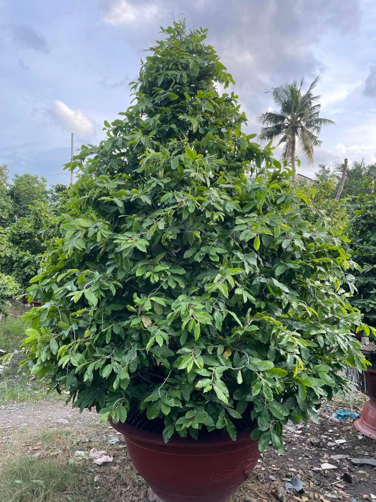 những chậu mai xanh tốt tại vườn mai Sáu Hải
