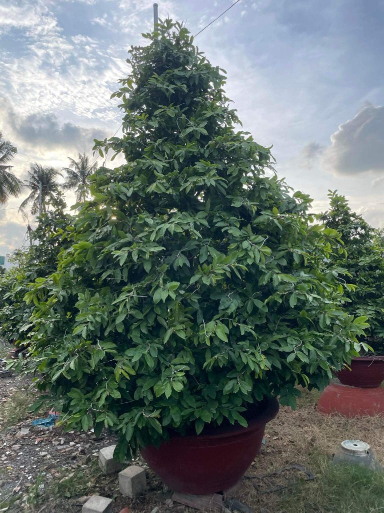 những chậu mai xanh tốt tại vườn mai Sáu Hải