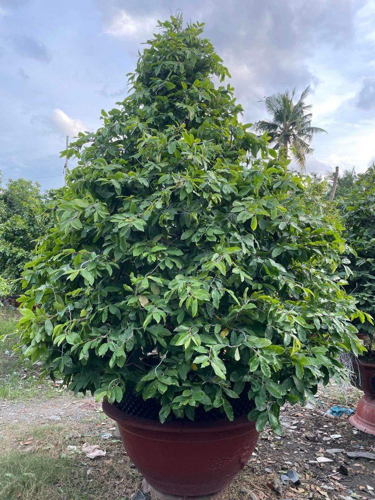 những chậu mai xanh tốt tại vườn mai Sáu Hải