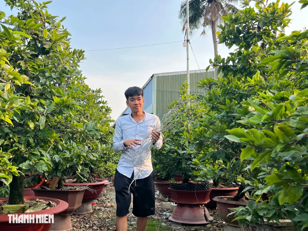 Người nhà của anh Triều phụ chăm sóc vườn mai vào ngày cuối tuần thay vì thuê người như mọi năm.